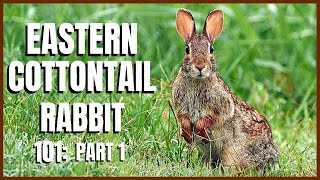 Eastern Cottontail Rabbit 101 Part 1 [upl. by Aitat]