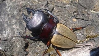 Odontolabis femoralis waterstradti  Stag Beetle  Hirschkäfer [upl. by Ahsas676]