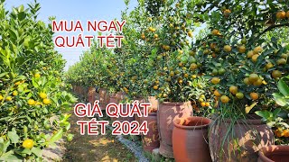 Giá quất tết đẹp giáp thìn 2024 đặt ngay kẻo hết [upl. by Kort332]