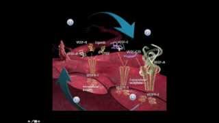 Bevacizumab información para pacientes [upl. by Fesuoy]