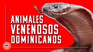 Animales venenosos en República Dominicana [upl. by Ettenrahs195]