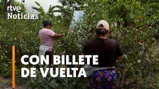 TEMPOREROS ESPAÑA busca en COLOMBIA RECOLECTORES de FRUTA para TRABAJAR la TEMPORADA  RTVE [upl. by Abate]