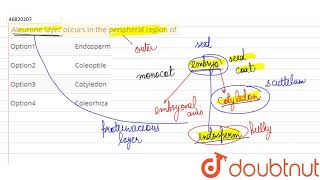 Aleurone layer occurs in the peripheral region of [upl. by Notsnarc]