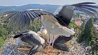 Jungstorch vertreibt Angreifer Storchennest Kirchzarten bei Freiburg im Schwarzwald am 15062023 [upl. by Wandie]