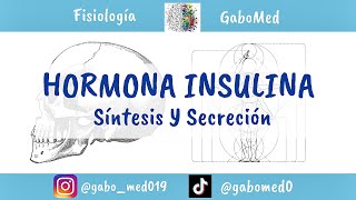 Fisiología Endocrina  Insulina Síntesis Y Secreción [upl. by Moorish]