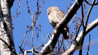 Barred Owl Sunning Itself and Sleeping [upl. by Curcio]