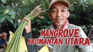 REHABILITASI HUTAN MANGROVE KALIMANTAN UTARA [upl. by Edlyn]