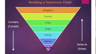 Taxonomy Chart Explained [upl. by Anatol]