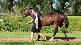 LOT 778  HARRY ANGEL IRE x I AM AWESOME FILLY [upl. by Eiderf785]