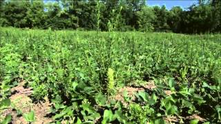 Strategies for managing herbicideresistant weeds [upl. by Natica]