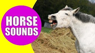 HORSE SOUNDS FOR KIDS  Learn Neighing Snorting and Galloping Sound Effects of Horses [upl. by Elleved]