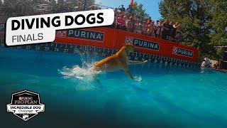 Incredible Dog Challenge Dog Diving National Championship  NBC Sports [upl. by Wira568]