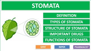 STOMATA  TYPES OF STOMATA  STRUCTURE OF STOMATA  FUNCTIONS OF STOMATA  GPAT2021  NIPER [upl. by Adelbert699]