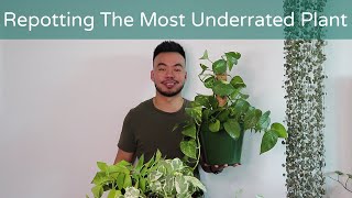 How To Repot Pothos To Climb Up or Trail Down  Houseplant Care Guide [upl. by Nesilla734]