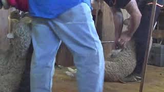 Shearing in NSW [upl. by Woodring]