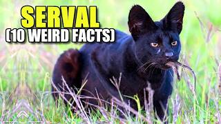 Serval 🐈 10 FACTS You NEVER KNEW [upl. by Enelhtac842]