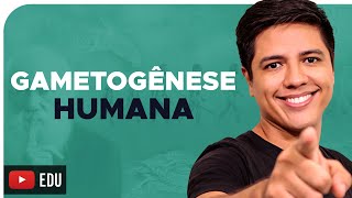 GAMETOGÊNESE  Espermatogênese e Ovocitogênese Prof Kennedy Ramos [upl. by Naeloj]