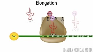 Eukaryotic Translation Protein Synthesis Animation [upl. by Kimberlee]