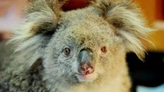 Sam the Koala is dead update by CubbyHouseFilms HD [upl. by Stochmal]