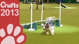 Agility  Championship Final  Crufts 2013 [upl. by Auka914]