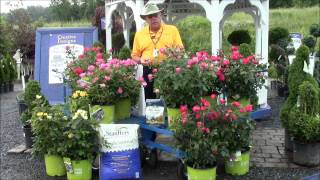 How to Care for Knock Out Roses [upl. by Fergus]