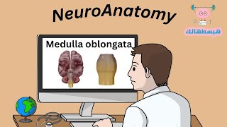 Medulla Oblongata هبسطهالك [upl. by Kyte]