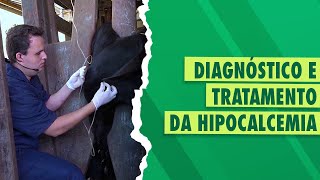 Hipocalcemia em vacas [upl. by Marilou]