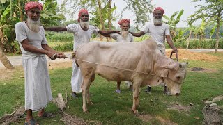 Full Cow Processing amp Kosha Curry Cooking by Grandpa  Huge Traditional Iftar amp Beef Dinner [upl. by Donahue]