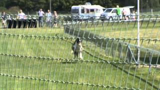 Borzoi racing Helsinki 272011mpg [upl. by Sheley]