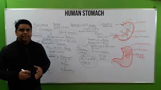 Stomach Anatomy  Stomach Structure  Structure  Layers  Function  Stomach Physiology  पेट [upl. by Anahsak]