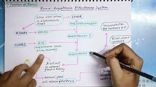 Renin Angiotensin Aldosterone System [upl. by Stoller169]