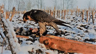 Falconry crow hunting snow edition 2023  Krähenbeize 2023  4K [upl. by Lavona]