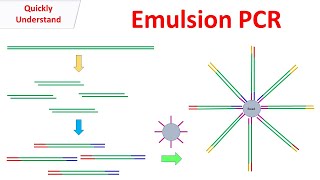 Emulsion PCR [upl. by Gottwald480]