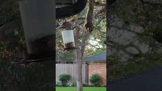 One of our very resourceful squirrels raiding the bird feeder [upl. by Samella]