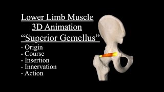 Superior Gemellus Muscle anatomy explained Origin Insertion Nerve Innervation Course 3D Anatomy [upl. by Aihceyt792]