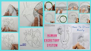 Most Important Diagrams You Must Practice Class10 Biology [upl. by Aicilec]