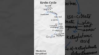 Krebs Cycle  Citric Acid Cycle  TCA Cycle  Tricarboxylic Acid Cycle [upl. by Marfe]