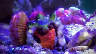 The warty frogfish Antennarius maculatus  Cá ếch chiến tranh [upl. by Notserk]