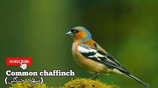 Common chaffinch sound صدای بلبل خمسهجنگلی [upl. by Fraase338]