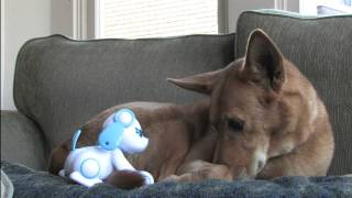 Classic Game Room  WAPPYDOG review for Nintendo DS [upl. by Las]