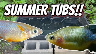 Lets Set Up Summer Tubs [upl. by Ambrosi]