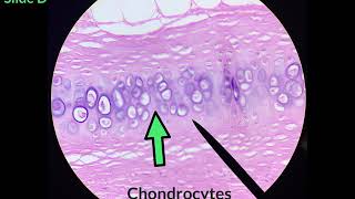 Connective Tissue Identification Video [upl. by Niattirb839]