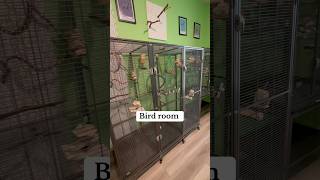 Bird room tour parrot birds animalshorts pets [upl. by Celine]