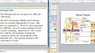 Renal Video 10 Distal Convoluted Tubule [upl. by Dahlia]