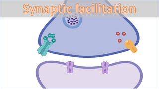 Facilitating neurons modulate the efficiency of synaptic signaling [upl. by Arhat]