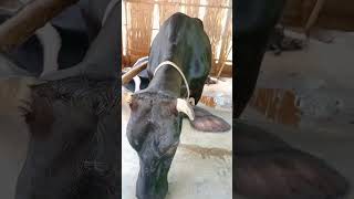 hamba gheme gese 🙄🙄🫠🥵 viralvideo animals cow [upl. by Nirda]