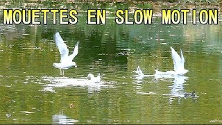 MOUETTE RIEUSE en SLOW MOTION  Ballet audessus de leau [upl. by Dotson]