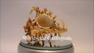 Welcome to Worldwide Gastropods [upl. by Adnahsam90]