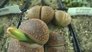 Lithops  Living Stones Flower Bud Emerging Time Lapse [upl. by Auqemahs]