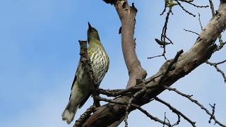 Olivebacked Oriole [upl. by Erme]